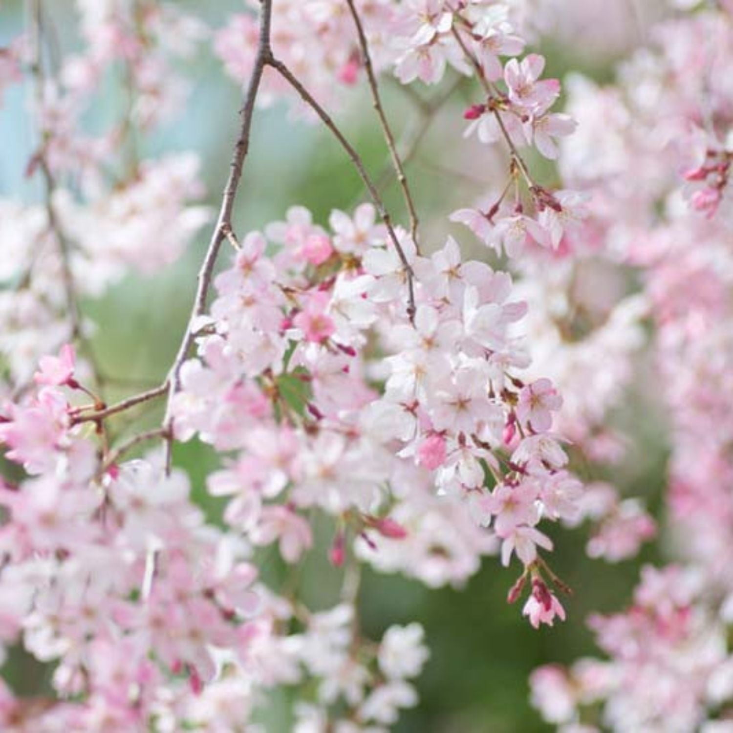 Expert Gardener 3-4 ft. tall Weeping Pink Flowering Cherry Live Tree in 7-Gallon Grower Pot