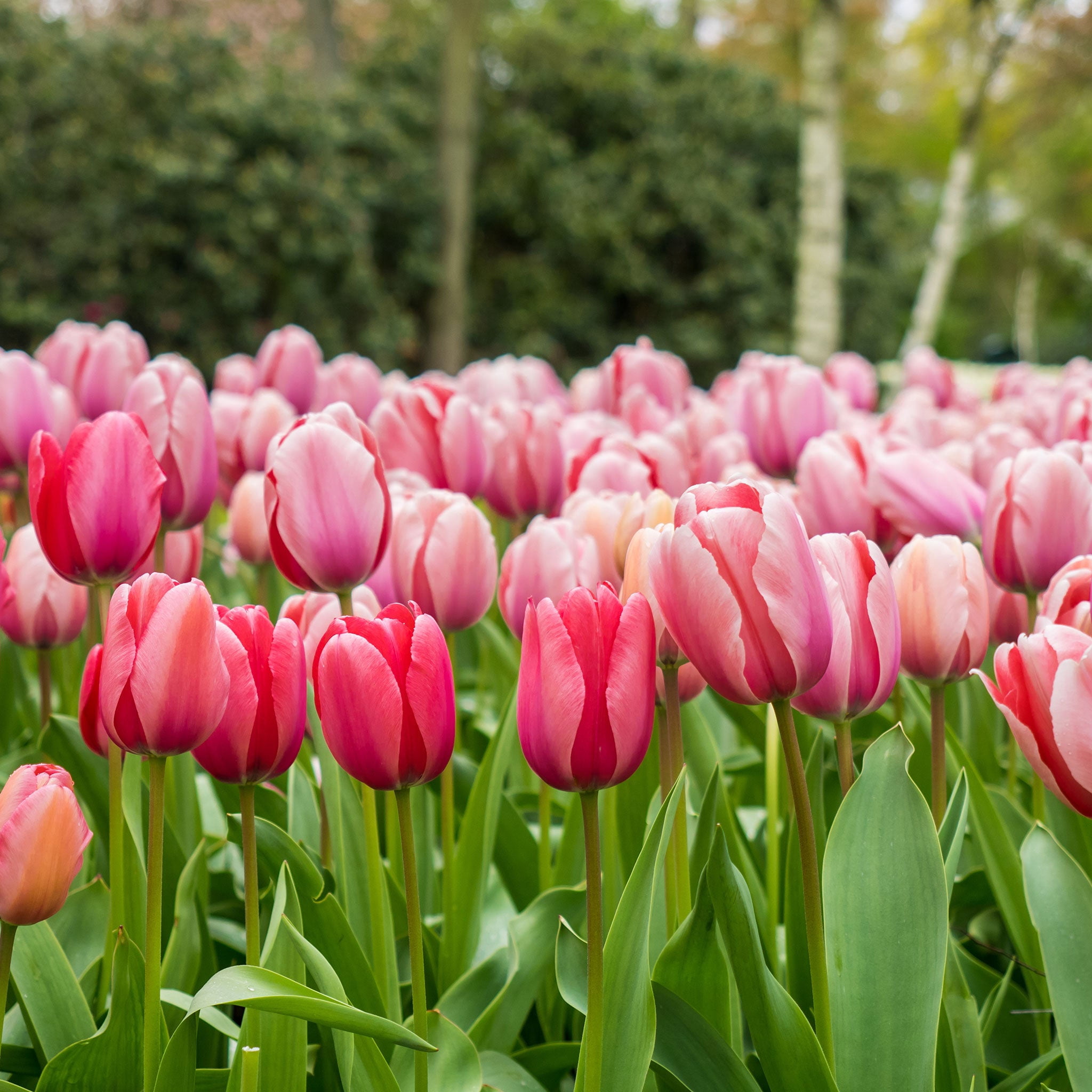 Tulip Bulbs - Pink Impression - 10 Bulbs, Pink, Attracts Pollinators,  Container Garden, Cut Flower Garden, Easy to Grow & Maintain, Fast Growing,  Dry Area Tolerant - Walmart.com