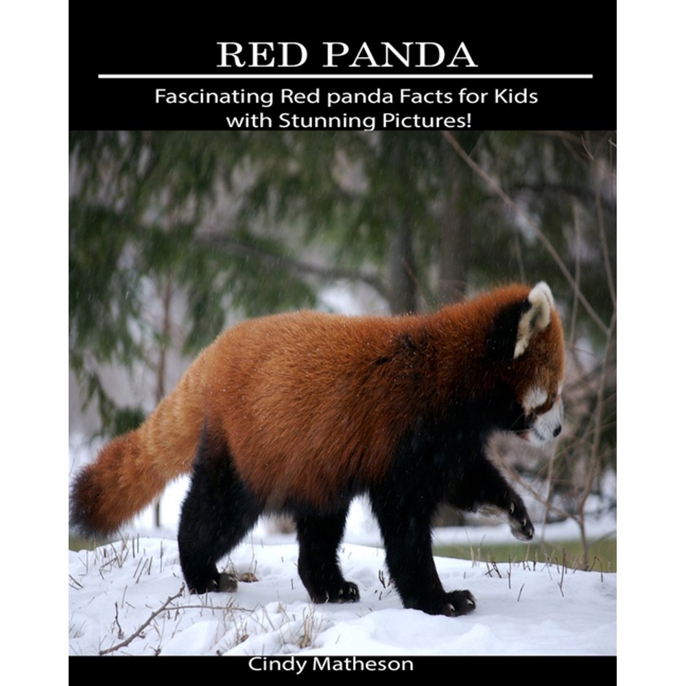 Red Panda Fascinating Red Panda Facts for Kids with Stunning Pictures