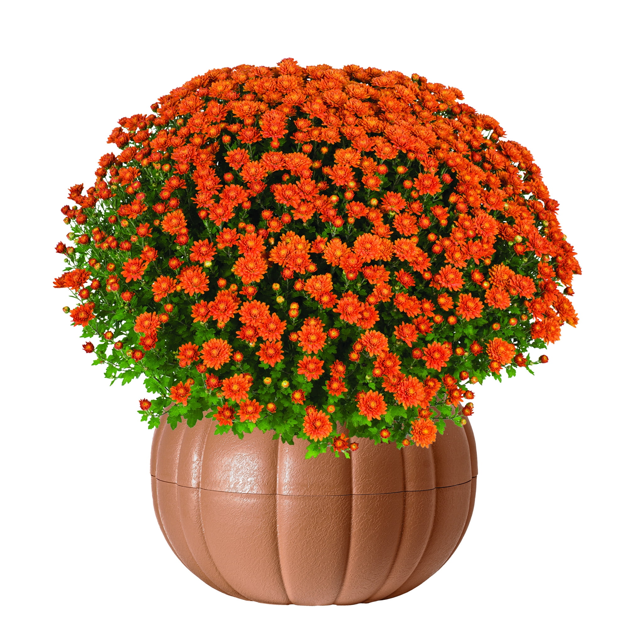 Better Homes & Gardens Assorted Mum Plant in Terracotta Clay Colored Pumpkin Planter, 3.0QT