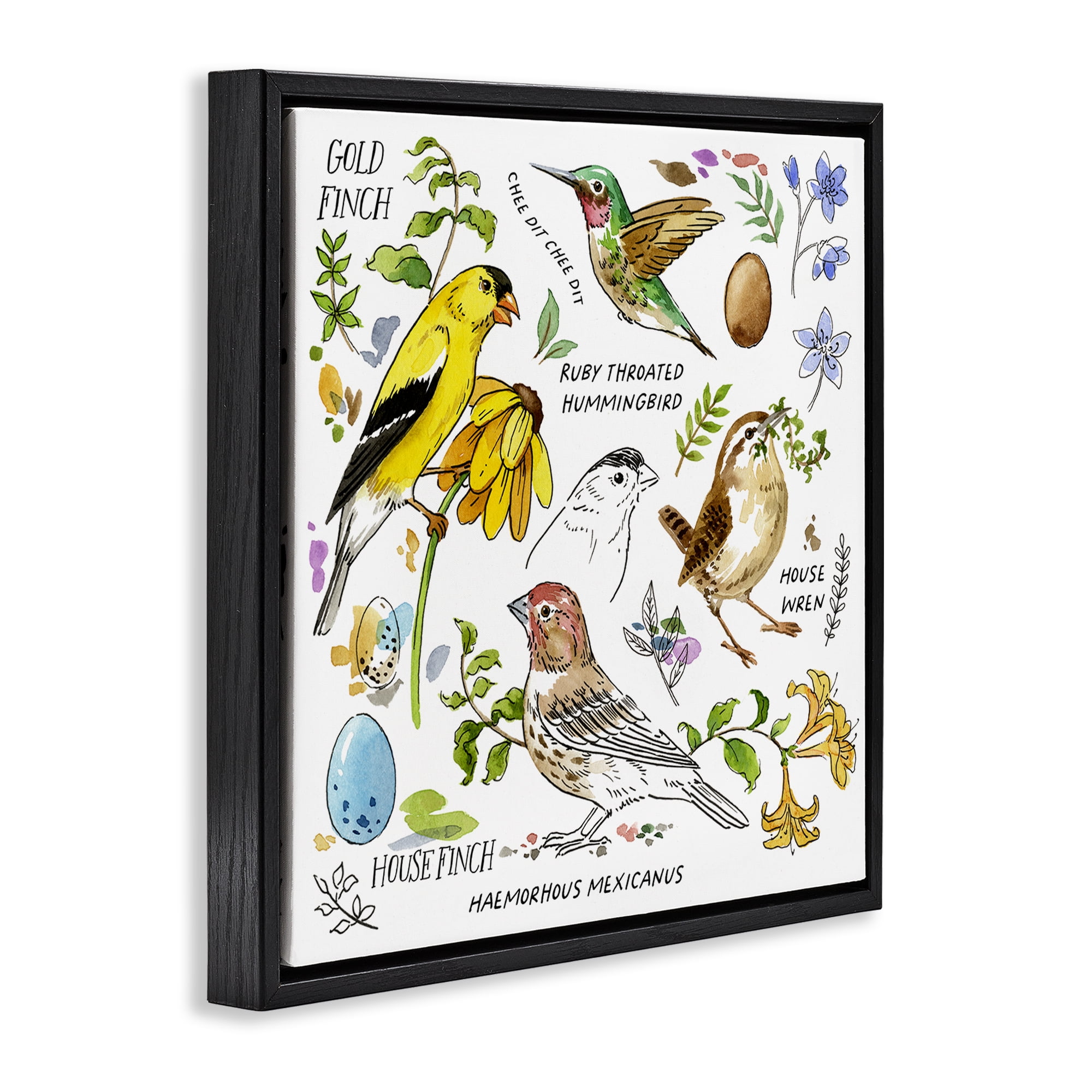 Stupell Industries Local Birds Chart Animals Painting Black Floater Framed Canvas Art Print Wall Art, 25 x 25