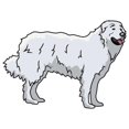 thumbnail image 1 of SignMission D-12-Great Pyrenees 12 in. Great Pyrenees Decal - Dog Lover Super Cute Sticker, 1 of 1