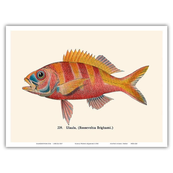 Ula’ula (Rooseveltia Brighami) - Hawaii Ruby Snapper Onaga Fish - Waikiki Aquarium - Vintage Hawaiian Color Postcard c.1905 - Master Art Print (Unframed) 9in x 12in