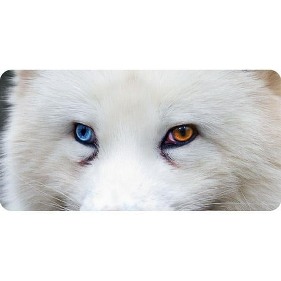 212 Main LPO6734 6 x 12 in. Wolf with Heterochromia Eyes Photo License Plate