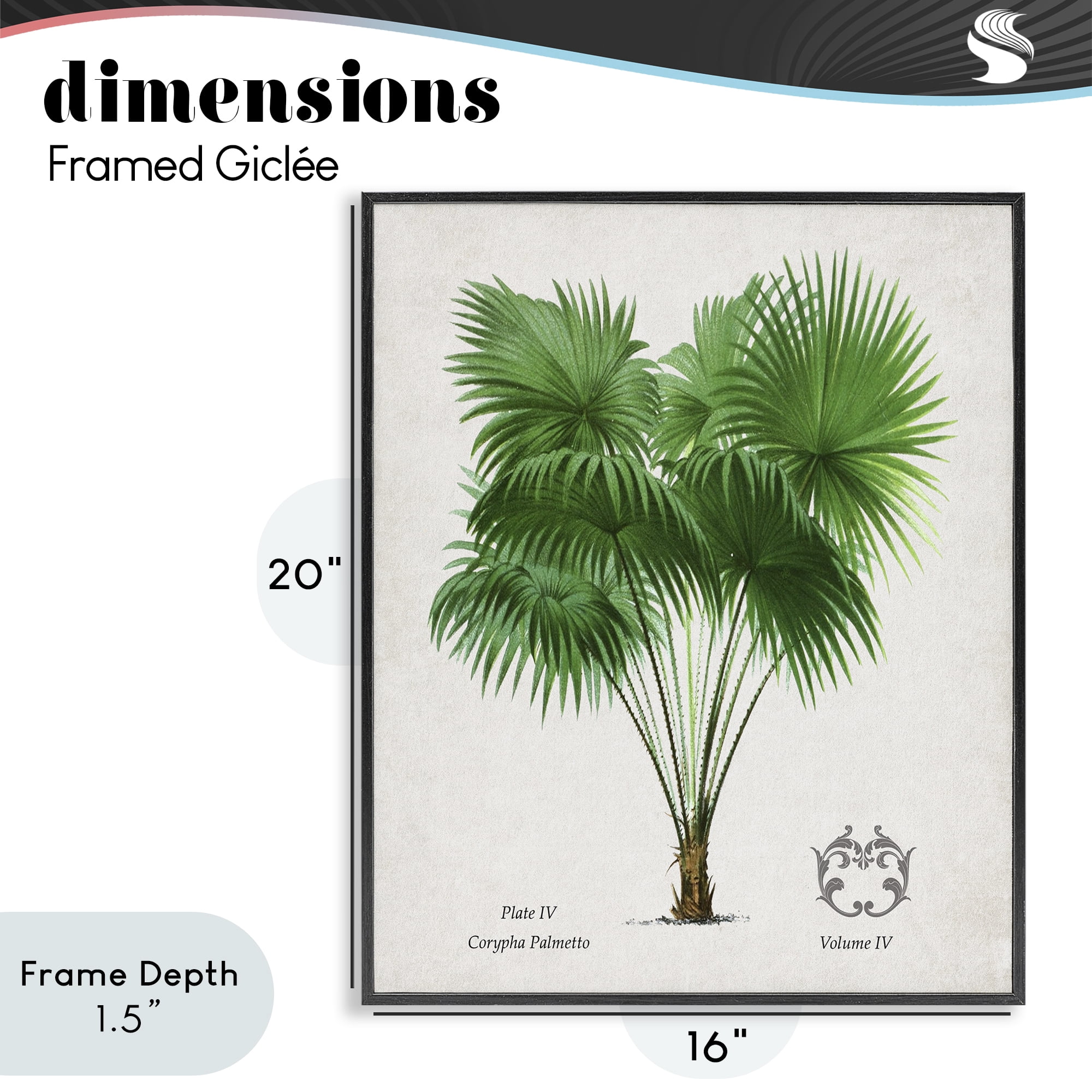 Stupell Industries Fan Palm Vintage Study Black Framed Giclee Art, design by Val Rhodes