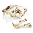 thumbnail image 1 of Injueey Cráneo de resina réplica realista Smilodon diente de sable tigre accesorios decorativos estilo gótico divertido regalo para fiesta de Decoración Injueey HA011084-00B, 1 of 6