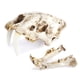 thumbnail image 1 of Resina cráneo Realista Replica Smilodon Sabre Tigre Tigre Accesorios decorativos estilo gótico Regalo divertido para fiesta Halloween kenally  HA011084-00B, 1 of 7