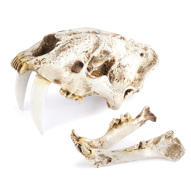 Injueey Cráneo de resina réplica realista Smilodon diente de sable tigre accesorios decorativos estilo gótico divertido regalo para fiesta de Decoración Injueey HA011084-00B