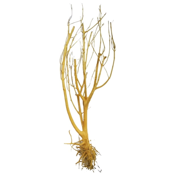 Ounissouiy Driftwood Aquarium Trunk Mikie Dry Small Deadwood Bonsai Light No flotante Fácil de limpiar Rama pequeña Decoración de tanque de agua Decoración Grande Ounissouiy HA071304-01