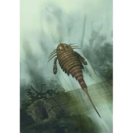 Acutiramus was an arthropod from the Upper Silurian period Canvas Art - Jan SovakStocktrek Images (24 x 34)