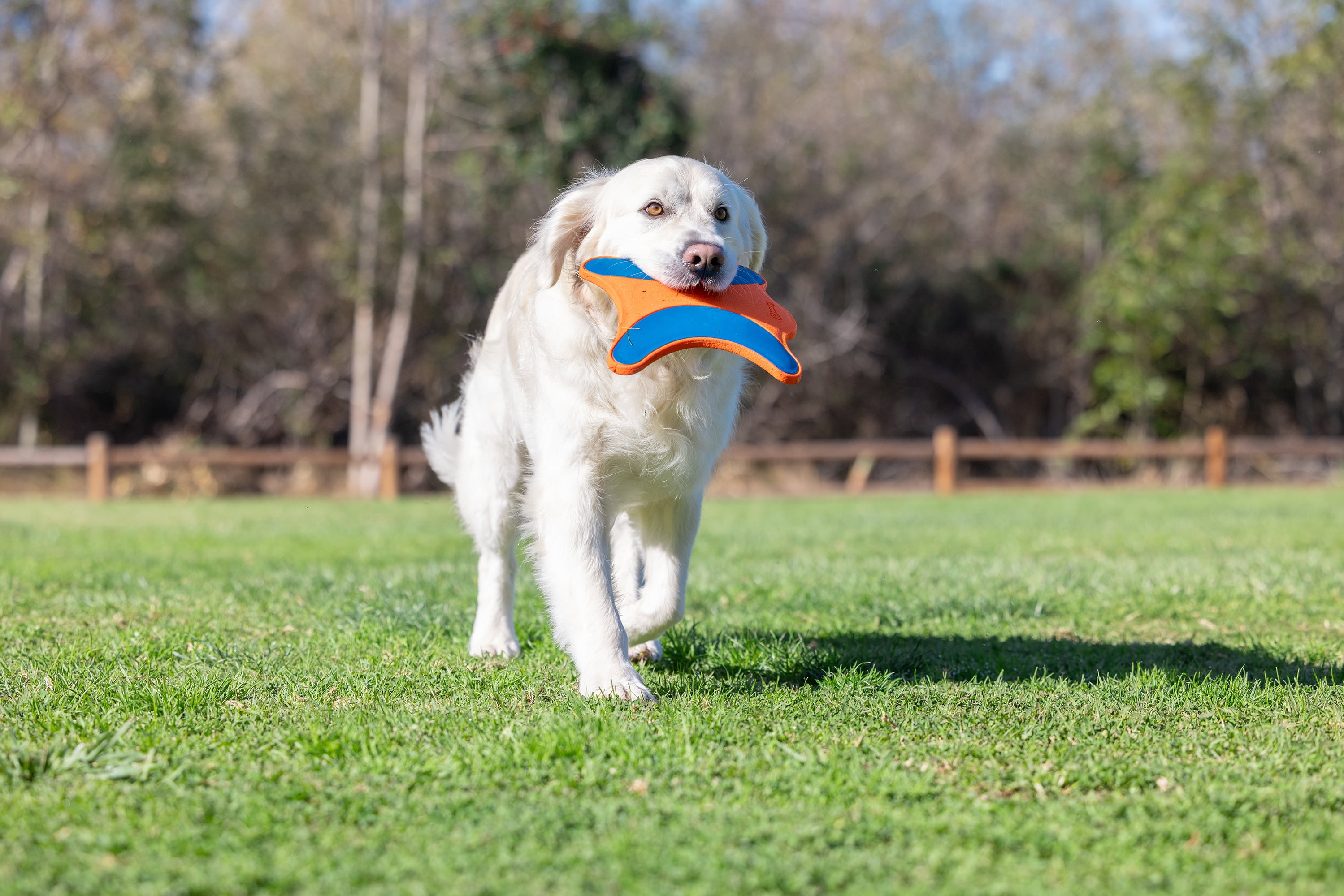 Chuckit! Ultra Flying Squirrel Dog Toy Outdoor Flight Disc Rubber Toy for Dogs, Medium to Large Breeds, Pack of 1, Orange and Blue