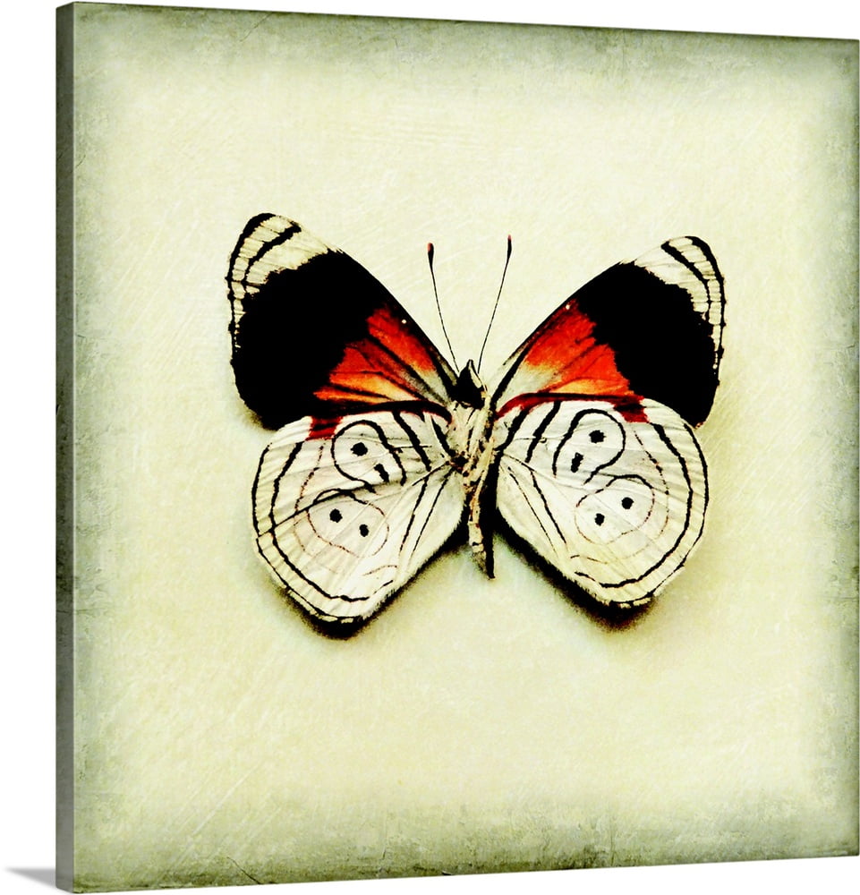 Great BIG Canvas "Butterfly XII" Canvas Wall Art