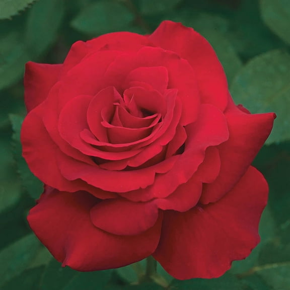 Let Freedom Ring Dormant Bare Root Hybrid Tea Rose, Includes one dormant plant per order