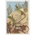 thumbnail image 2 of Maurice Pillard Verneuil 11x14 Black Ornate Wood Framed Double Matted Museum Art Print Titled: Lezard (1897), 2 of 5