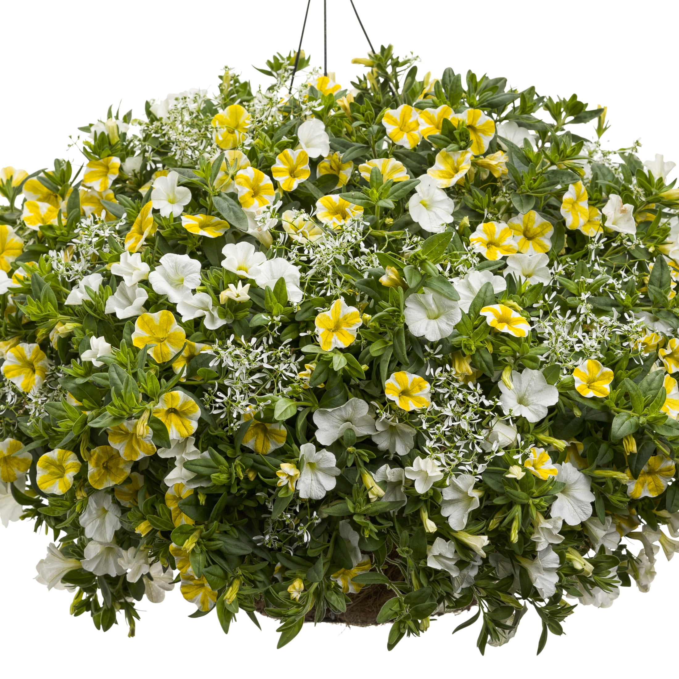 Proven Winners 4" White Diamond Frost Euphorbia Live Plant in 4.25" Pot (4 Count)