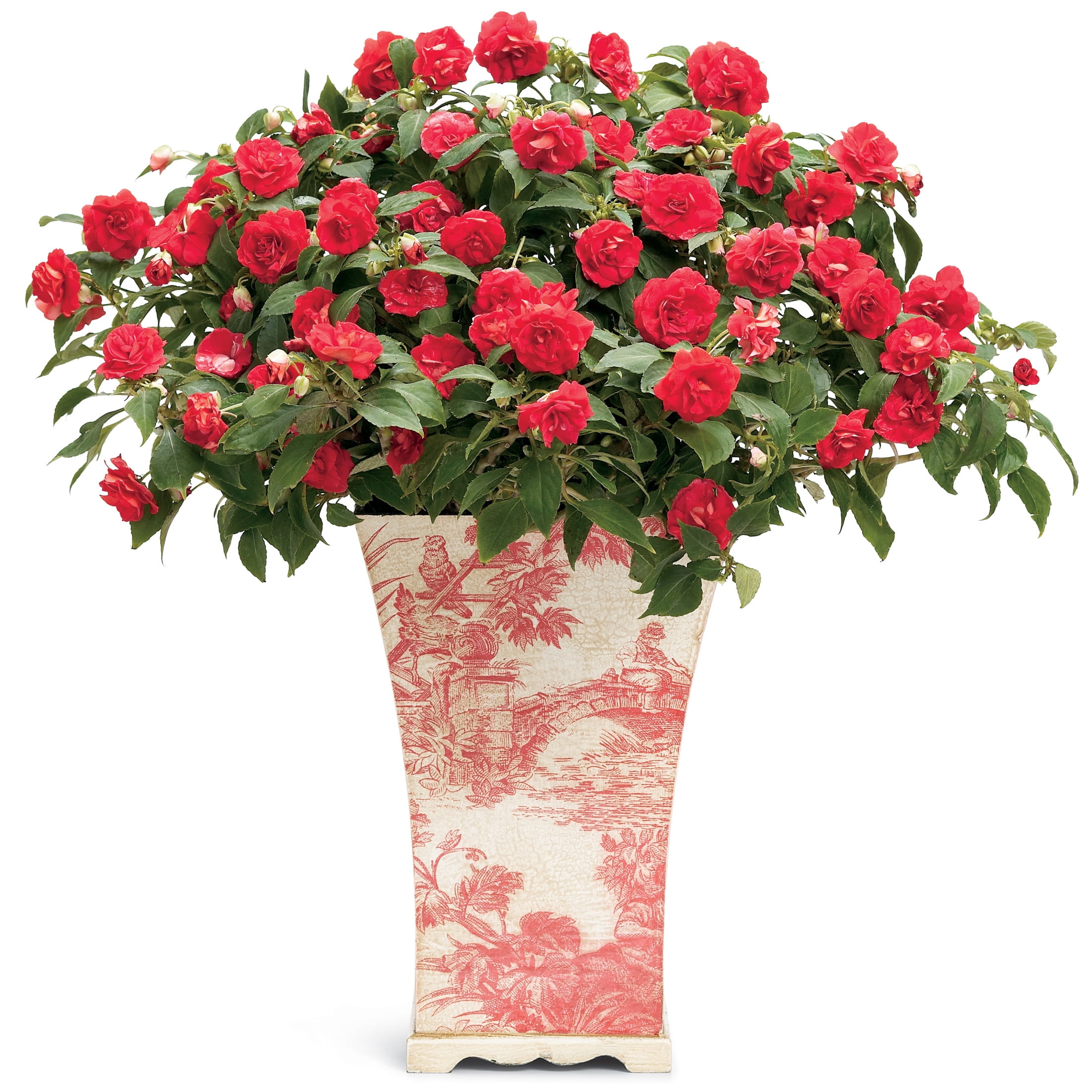 Proven Winners 4" Rockapulco Red Double Impatiens Live Plant in 4.25" Pot (4 Count)