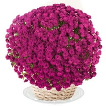 Mainstays 6 inch Round Vinyl Clear Plastic Circular Reusable Indoor Plant Saucer