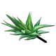 thumbnail image 3 of Estaca de jardín de aloe vera acrílica, letrero decorativo para jardín, 3 of 7