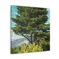 thumbnail image 2 of Cedar Tree Pointillism - Canvas, 2 of 10