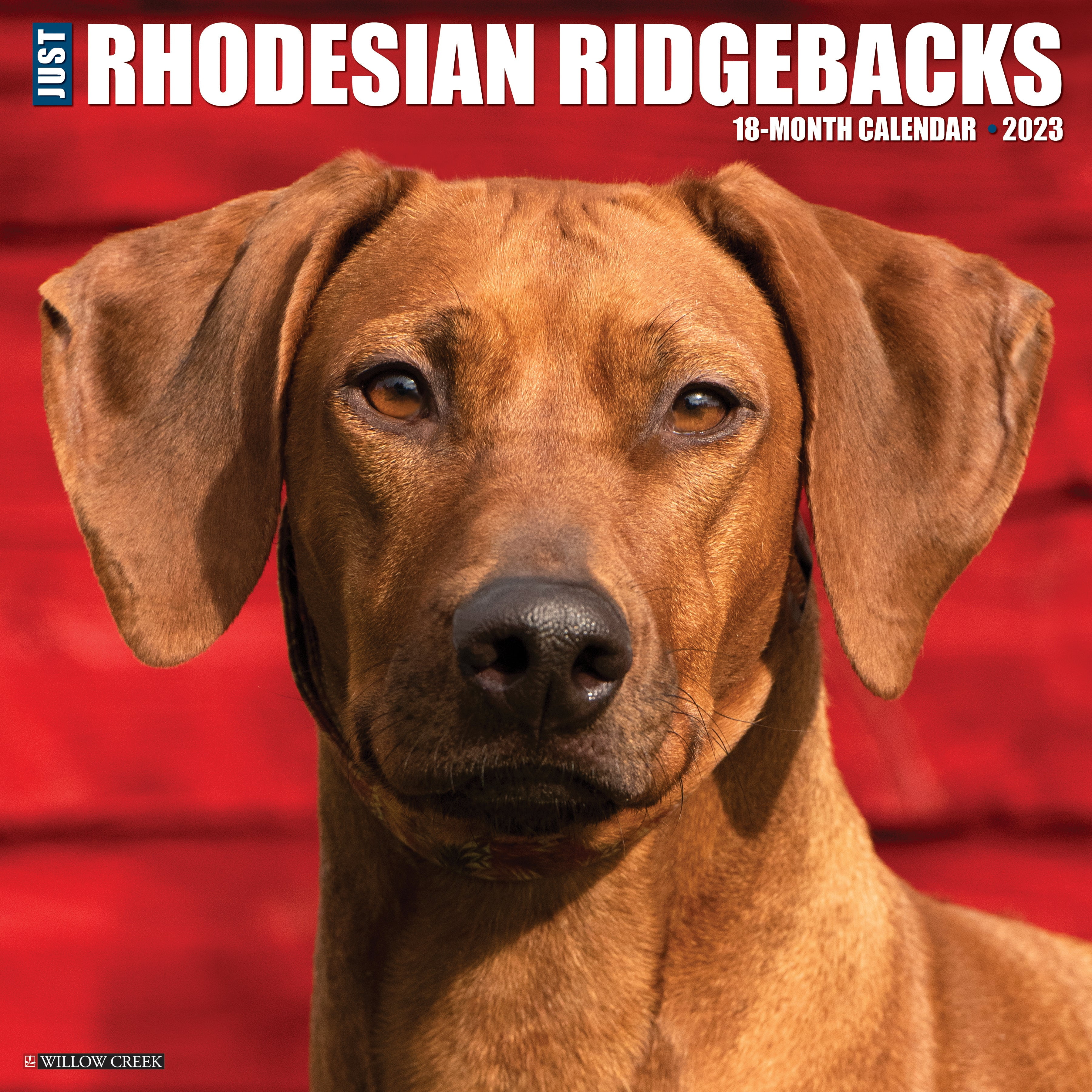 Just Rhodesian Ridgebacks 2023 Wall Calendar