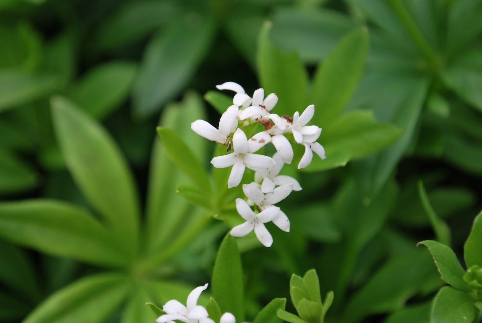 Galium odoratum - Sweet Woodruff - Live Starter Plant in a 3" Pot.