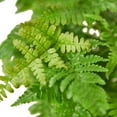 thumbnail image 3 of House Plant 4-FERN-AUTUMN Autumn Fern Plant in 4 in. Pot, 3 of 4