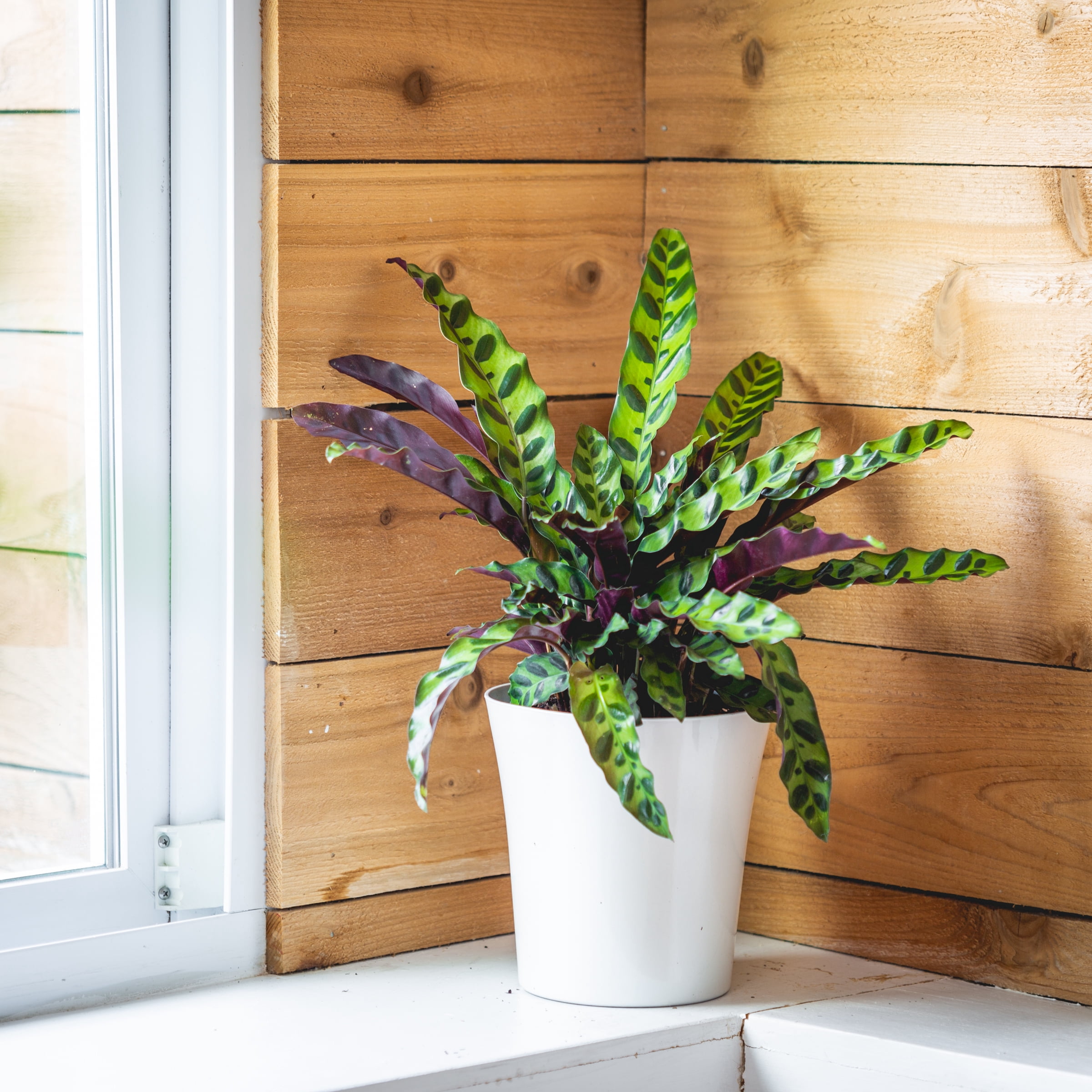 Plant with Purpose 4 in. Calathea Lancifolia Live Houseplant with Bright Indirect Sunlight - 3 Piece
