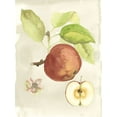 thumbnail image 2 of McCavitt, Naomi 19x24 Black Ornate Wood Framed with Double Matting Museum Art Print Titled - Custom Watercolor Fruit IV (ASH), 2 of 4
