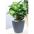 thumbnail image 3 of Durable Rattan Self Plant Flower Pot Planter Double Layer House, 3 of 8