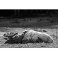 thumbnail image 2 of Herbert, Neal 18x13 Black Ornate Wood Framed with Double Matting Museum Art Print Titled - Bull Elk Sleeping in Spring, Yellowstone National Park, 2 of 4