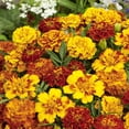 Marigold Seeds - Tagetes Patula Flower Seed Mix - 1/4 LB - Walmart.com