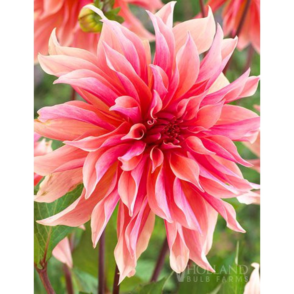 Labyrinth Decorative Dahlia