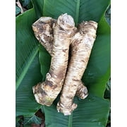 Daylily Nursery Horseradish Root Plant Bulbs