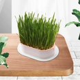 thumbnail image 1 of pitrice Seed Sprouter Tray for Seedling Planting Soil Free Hydroponic Cats Grass Box Pink, 1 of 8