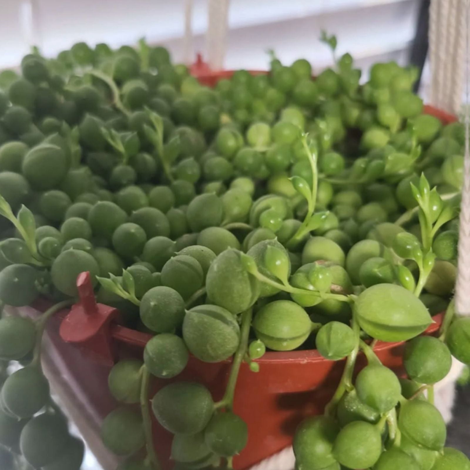 String of Pearls, Hanging Succulent, Trailing Succulent, Indoor Houseplant, Live Plant in 2'' Pearl Variegate