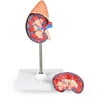 Walter Products Life-Size Kidney Model, 2 Parts