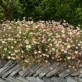 thumbnail image 2 of Erigeron Seeds - Karvinskianus Santa Barbara Daisy Flower Seed - 2000 Seeds, 2 of 5