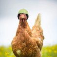 thumbnail image 2 of Pet Chicken Helmet Small Animal Hard Hat Safety Helmet Protector, 2 of 4