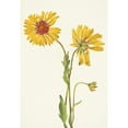 thumbnail image 3 of Mary Vaux Walcott 18x24 Black Modern Framed Museum Art Print Titled - Perennial Gaillardia. Gaillardia Aristata (1925), 3 of 5