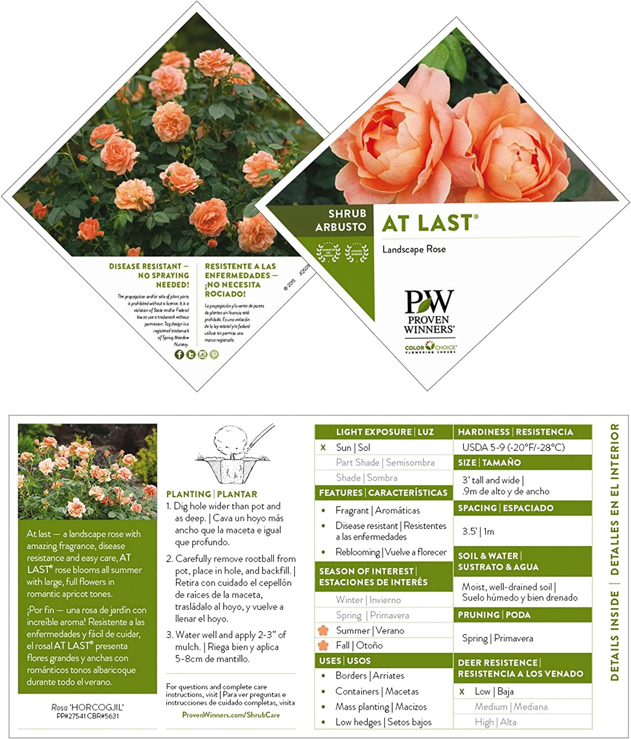 Proven Winners ColorChoice At Last Rose Live Shrub (2 Gallon)