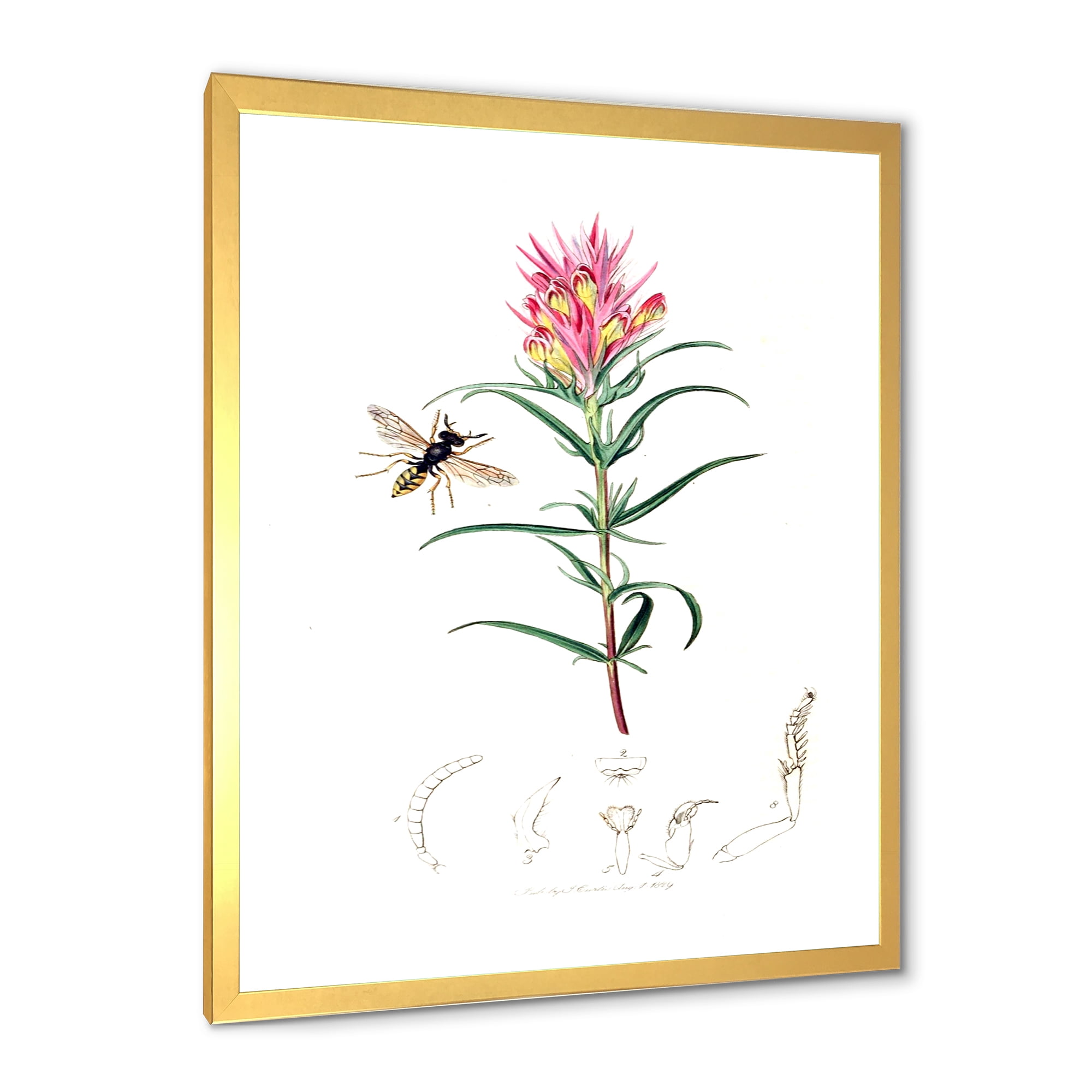 Designart 'Ancient Insects and Plants I' Farmhouse Framed Art Print