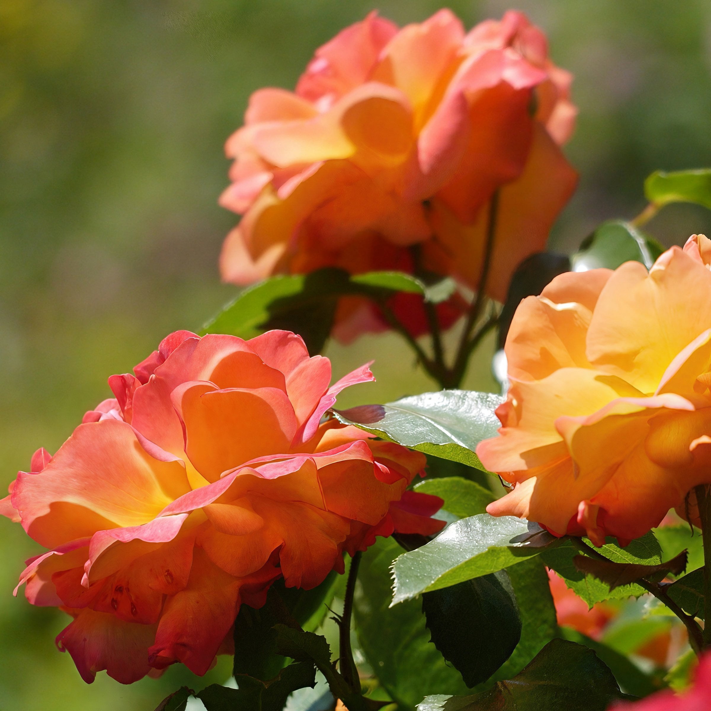 National Plant Network Bare Root Pinata Rose with Multicolor Flowers