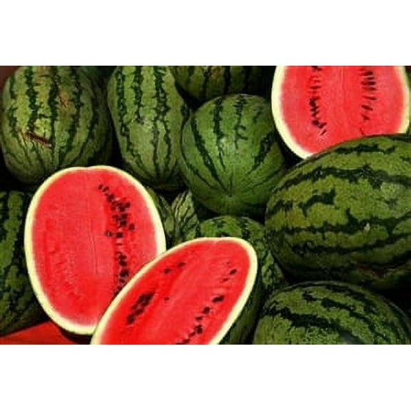 Charleston Gray Watermelon Seeds (heirloom variety) - 1 packet