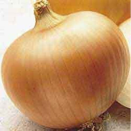 Onion Yellow Sweet Spanish Great Heirloom Vegetable 200