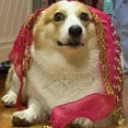 thumbnail image 6 of Dog Waist Chain Butt Curtain Clothes, 6 Colors-Passionate Puppy Shaking Hip Dance Hip Scarf Decoration, Belly Dancer Skirt for Dogs, Corgi Dog Costume Belly Dance Style with Sequin (Rose red), 6 of 6