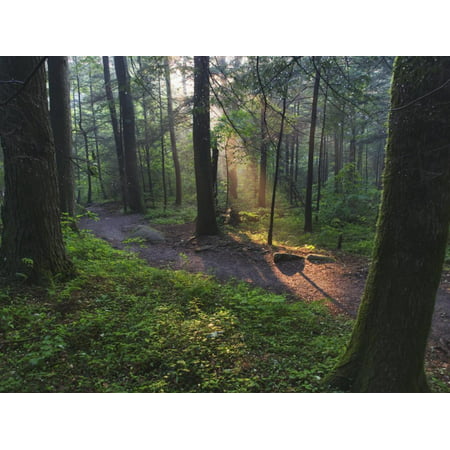Sunlight Streaming Through Hardwood Forest on Path to Laurel Falls, Great Smoky Mountains N.P. TN Print Wall Art By Adam (Best Route Through Smoky Mountains)
