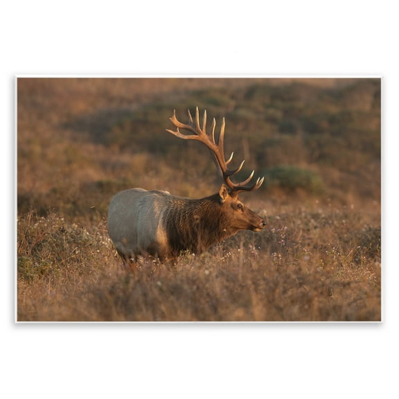 Stupell Industries Roaming Elk Photography Landscape & Nature Photography Unframed Art Print Wall Art, 15 x 10