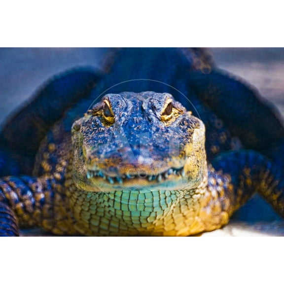 Closeup of an Alligator, Animals Unframed Photographic Print Wall Art Sold by ArtCom