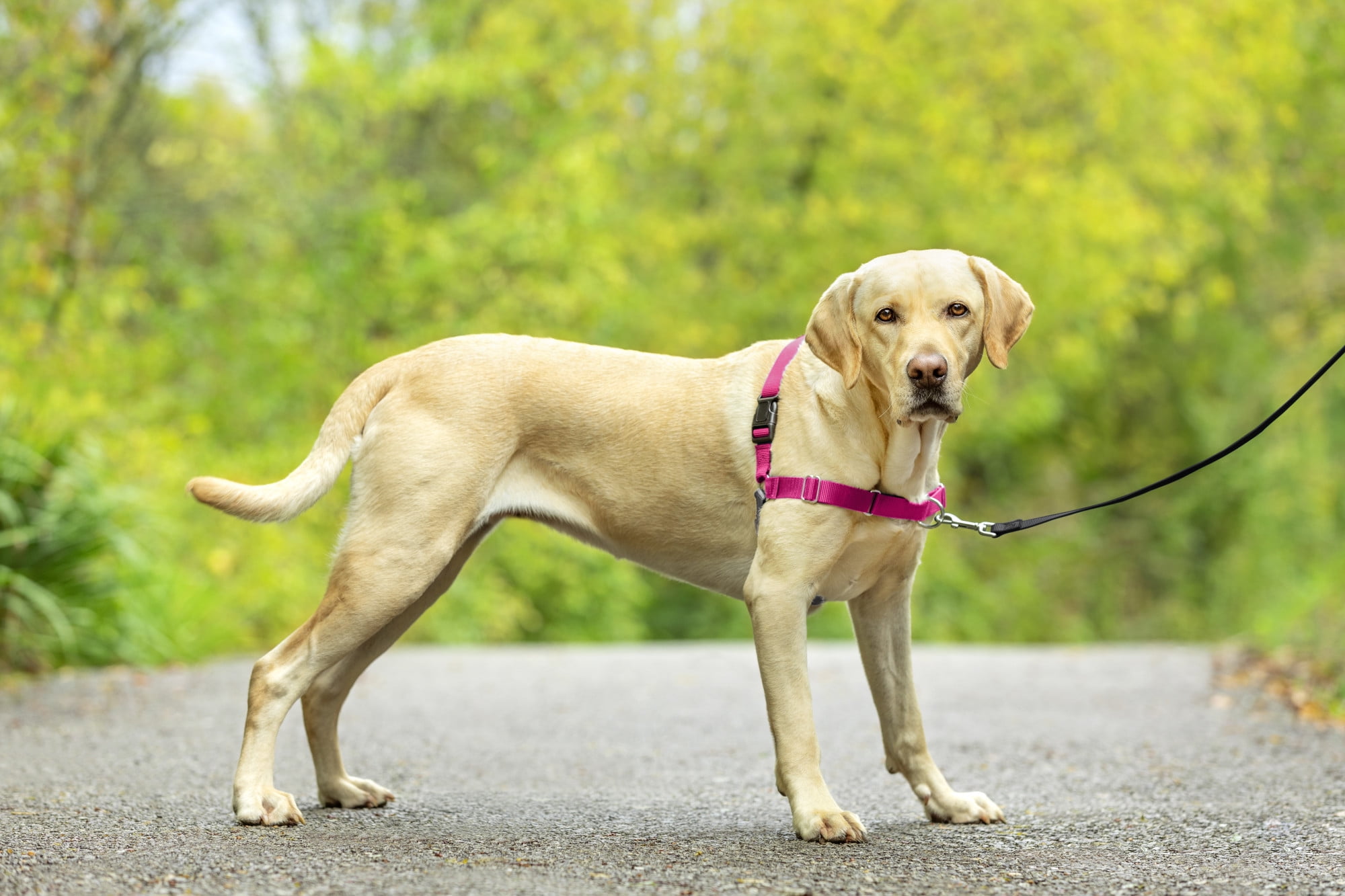 Dog harness for outlet labs