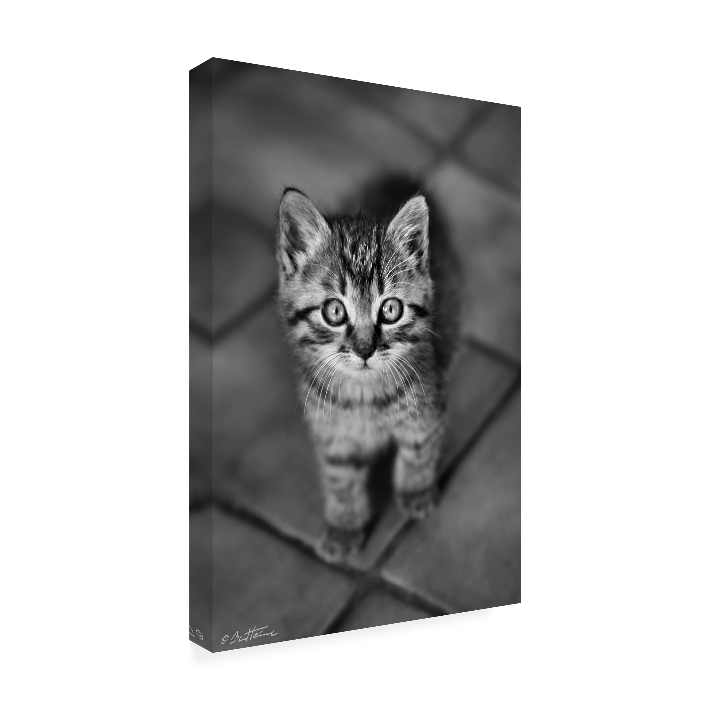 Ben Heine 'Cute Kitty' Canvas Art